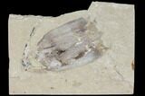 Soft-Bodied Cephalopod Fossil - Lebanon #112661-1